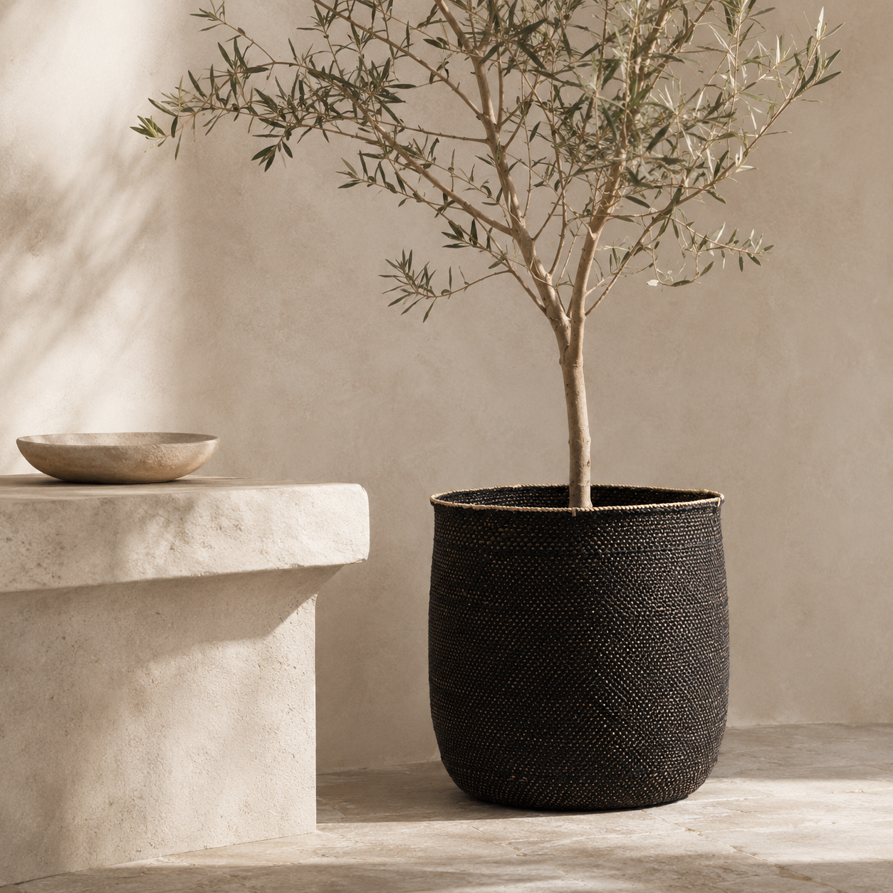 A small potted olive tree with green leaves and a light brown trunk, planted in a black woven basket planter, set against a warm beige plaster wall with soft natural shadows.